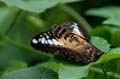 152 Segler - Parthenos sylvia